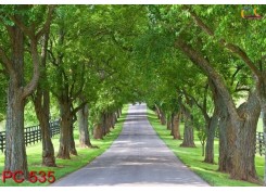 Tranh Phong Cảnh PC535