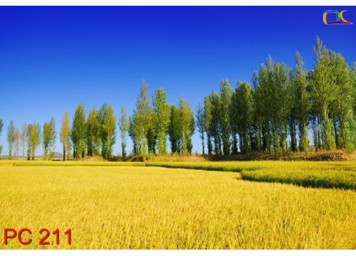Tranh Phong Cảnh PC211