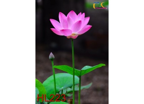 Tranh Hoa Lá HL223