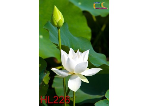 Tranh Hoa Lá HL226