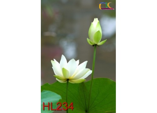 Tranh Hoa Lá HL234