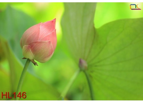 Tranh Hoa Lá HL146