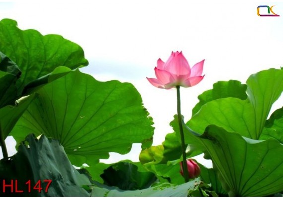 Tranh Hoa Lá HL147